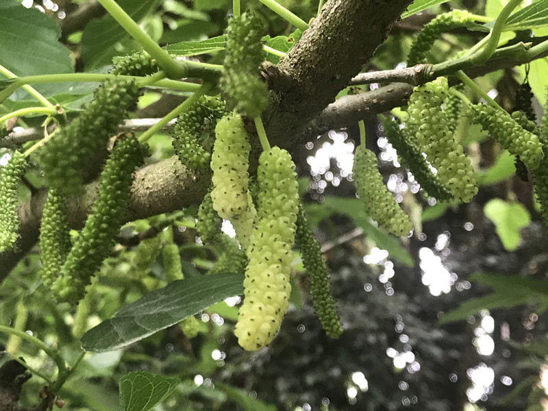 台湾四季长果白长果香金甚桑葚树苗嫁接果苗果树南北方种植盆栽大 - 图0