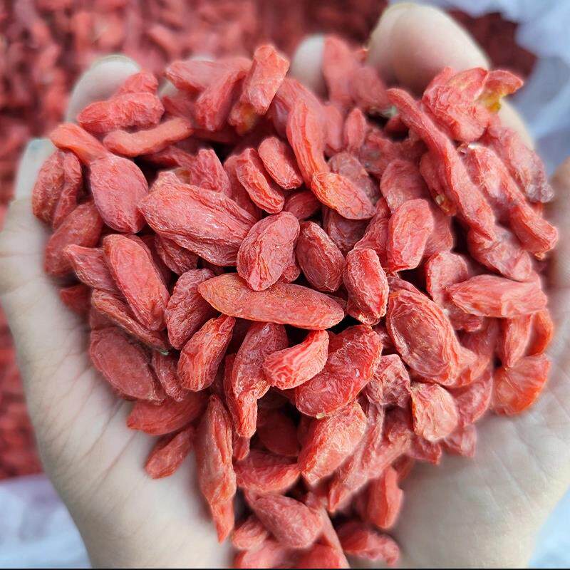 新疆精河老品种贡果枸杞农家自产自销无硫无染色大果头茬红枸杞子