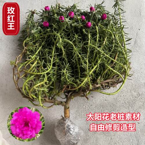 太阳花老桩盆栽重瓣玫红阳台庭院花卉开花宿根耐寒植物室内外 - 图0
