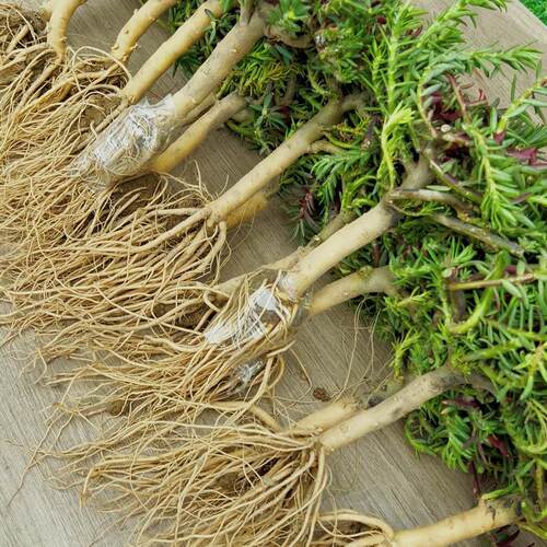 太阳花老桩盆栽重瓣玫红阳台庭院花卉开花宿根耐寒植物室内外 - 图1