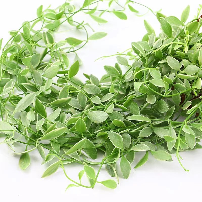 花卉金边翡翠情人泪小吊兰长藤垂吊绿植适合种植阳台挂室内好养活,淘宝优惠券,粉丝福利购,淘宝优惠卷