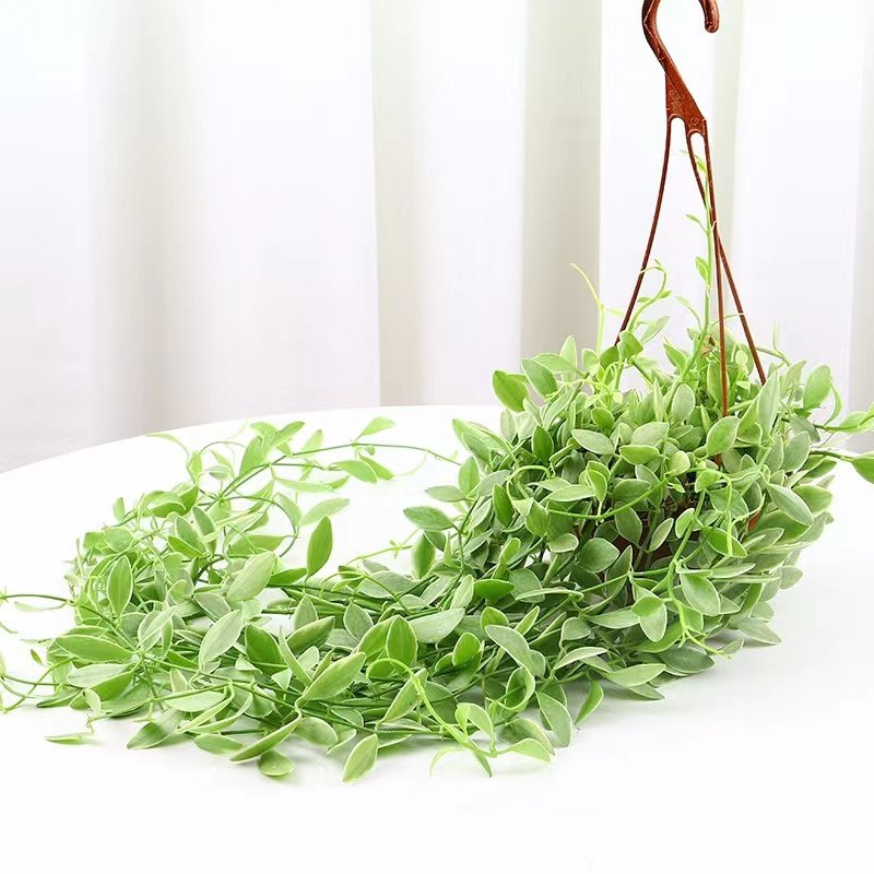 花卉金边翡翠情人泪小吊兰长藤垂吊绿植适合种植阳台挂室内好养活,淘宝优惠券,粉丝福利购,淘宝优惠卷