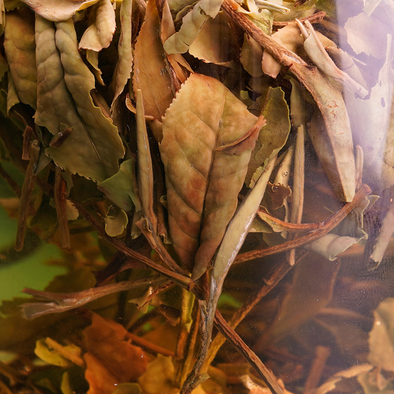 磻龙号闲雅 福鼎白茶花香白牡丹散茶2021年一级白牡丹磻溪白茶50g