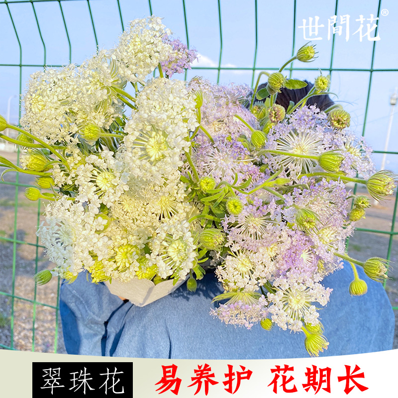 翠珠鲜花云南基地直发家用水养插花客厅卧室摆件小众花同城速递-图1