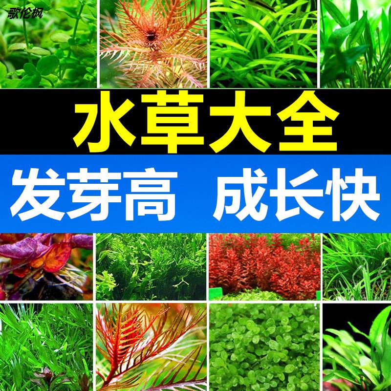 草缸水草淡水 新人首单立减十元 21年8月 淘宝海外 草缸水草淡水 新人首单立减十元 21年8月 淘宝海外