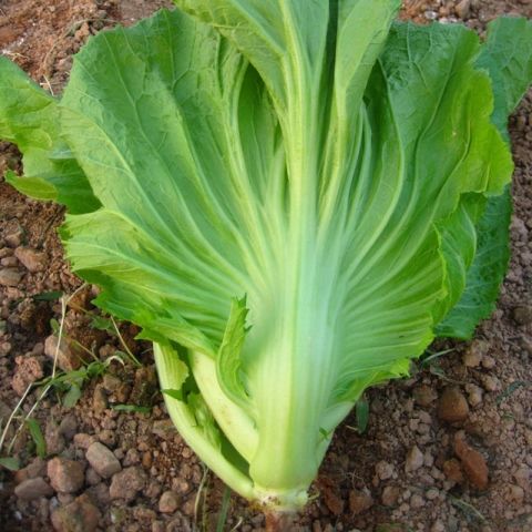 包心芥菜种籽大肉卷心芥菜种子水咸菜盖菜包四季播春秋季蔬菜种孑 - 图0