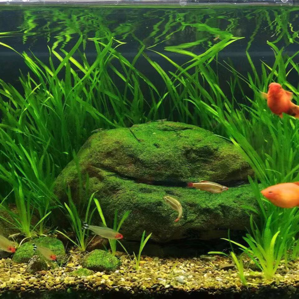 鱼缸造景苦草四季短叶水草扁担草小水草 丽人帮 鱼缸造景苦草四季短叶水草扁担草小水草 丽人帮