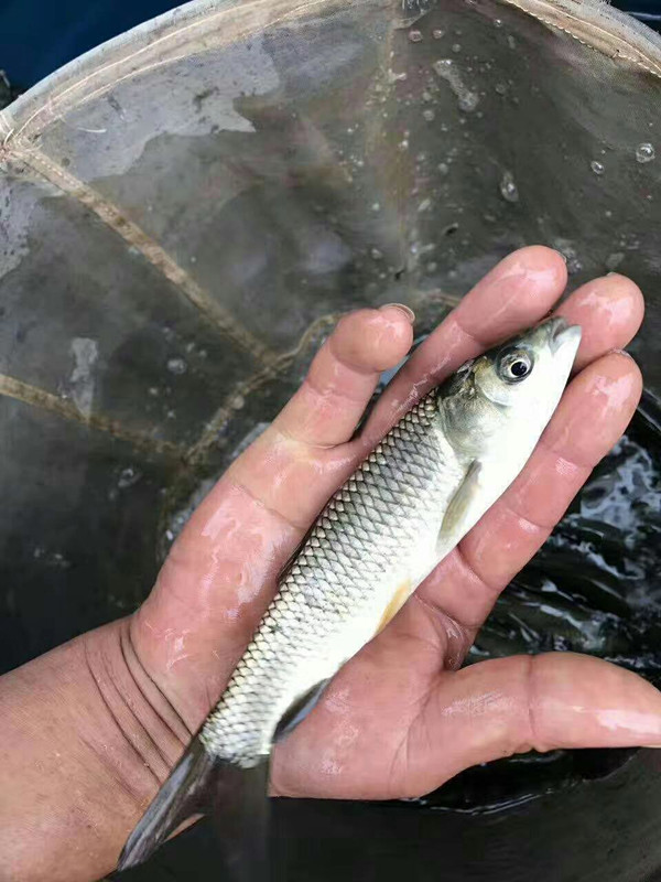 草鱼苗活鱼批发30厘米淡水养殖食用一斤半斤大规格食用草鱼活鱼苗 - 图1