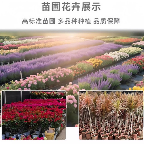 观赏荷花藕种食用藕苗花园花卉绿植盆栽睡莲水培鲜花植物高产莲藕 - 图3