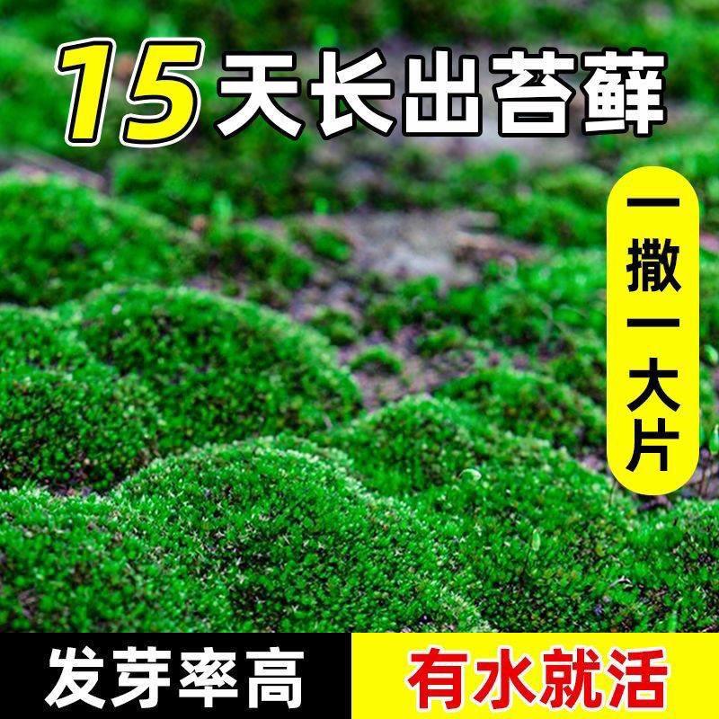 苔藓孢子粉四季鲜活青苔绿植短绒吸水石种子微景观盆景造假山草籽,淘宝优惠券,粉丝福利购,淘宝优惠卷