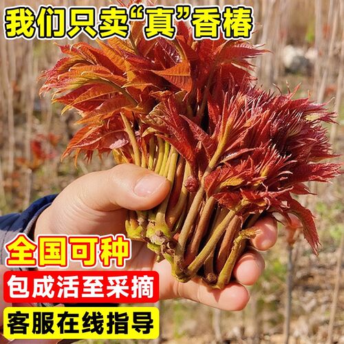 正宗红油香椿苗地栽食用矮化红椿树苗北方种植盆栽新鲜香椿芽种子 - 图1
