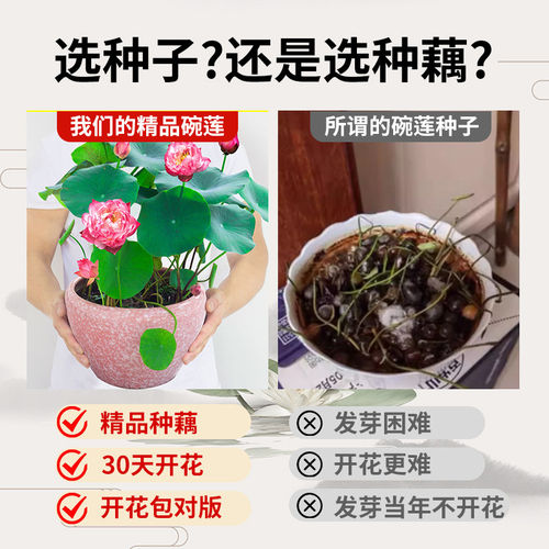 大型荷花种藕苗观赏荷花盆栽水培池塘藕根种植花卉水生植物莲藕籽 - 图0