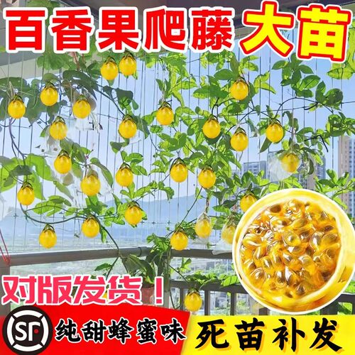 钦蜜9号黄金百香果苗百香果嫁接树苗南北方四季种植盆栽不断结果 - 图2
