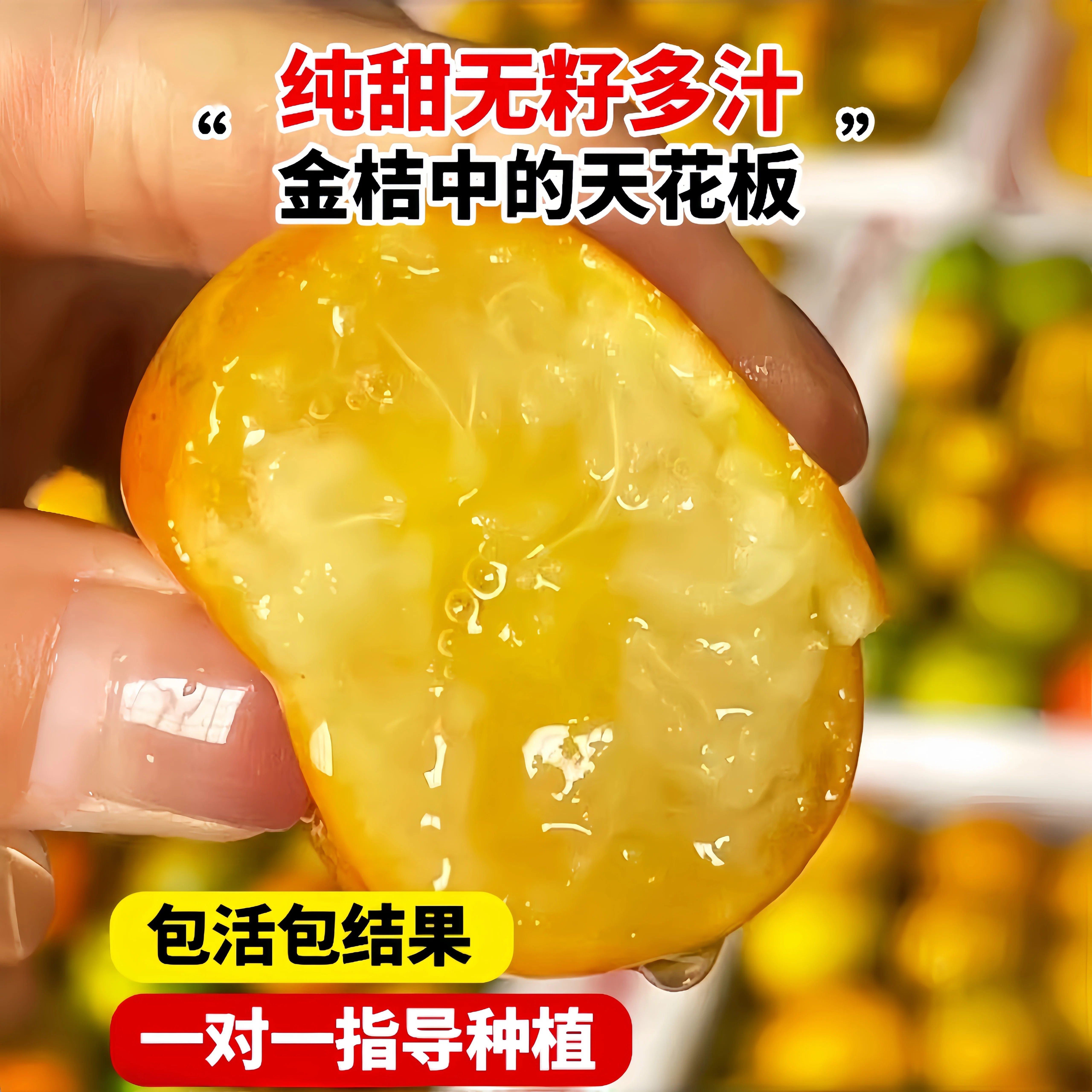 正宗脆皮金桔树盆栽树苗带果可食用客厅四季金桔大树室外庭院果树,淘宝优惠券,粉丝福利购,淘宝优惠卷