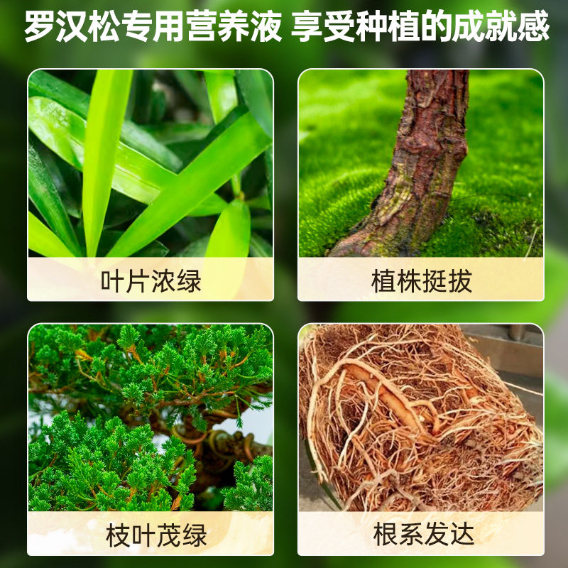 德国罗汉松专用肥营养液有机肥料花叶枯病黄叶盆景养护面肥迎客松,淘宝优惠券,粉丝福利购,淘宝优惠卷