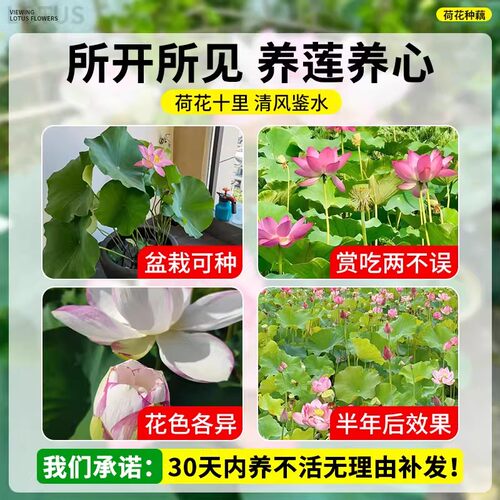 大型荷花藕种水养观赏莲藕种苗可食用碗莲睡莲花卉种籽子水培池塘 - 图2