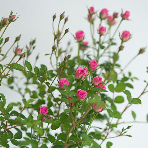 日本超微月季花苗多头多花迷你型玫瑰庭院阳台四季花卉绿植盆载 - 图1