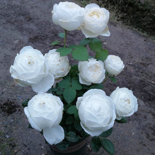 多季开大花浓香伊芙婚礼之路月季花苗纯白色玫瑰盆栽阳台观花植物 - 图1