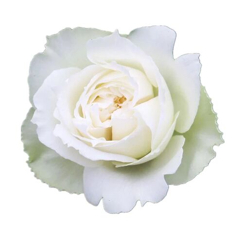 多季开大花浓香伊芙婚礼之路月季花苗纯白色玫瑰盆栽阳台观花植物 - 图3