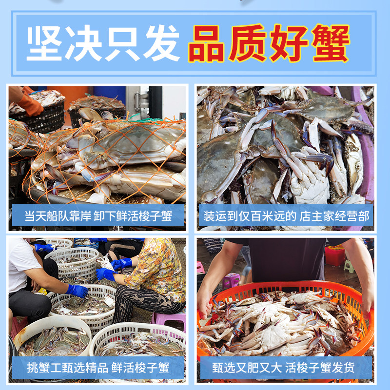 【顺丰空运】舟山鲜活冷冻野生大螃蟹 鲜喜利梭子蟹
