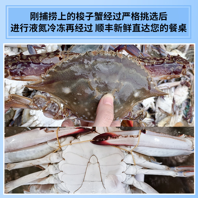 【顺丰空运】舟山鲜活冷冻野生大螃蟹 鲜喜利梭子蟹