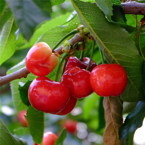 四川新鲜现挖南方玛瑙红樱桃苗大樱桃树苗红妃樱桃苗樱桃树车厘子 - 图0
