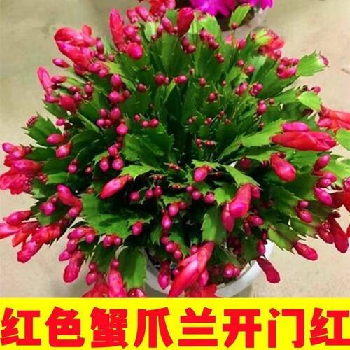 新品重瓣蟹爪兰盆栽带花苞耐寒花卉大全室内阳台植物易活四季开花 - 图2