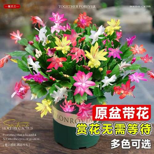 新品重瓣蟹爪兰盆栽带花苞耐寒花卉大全室内阳台植物易活四季开花 - 图1