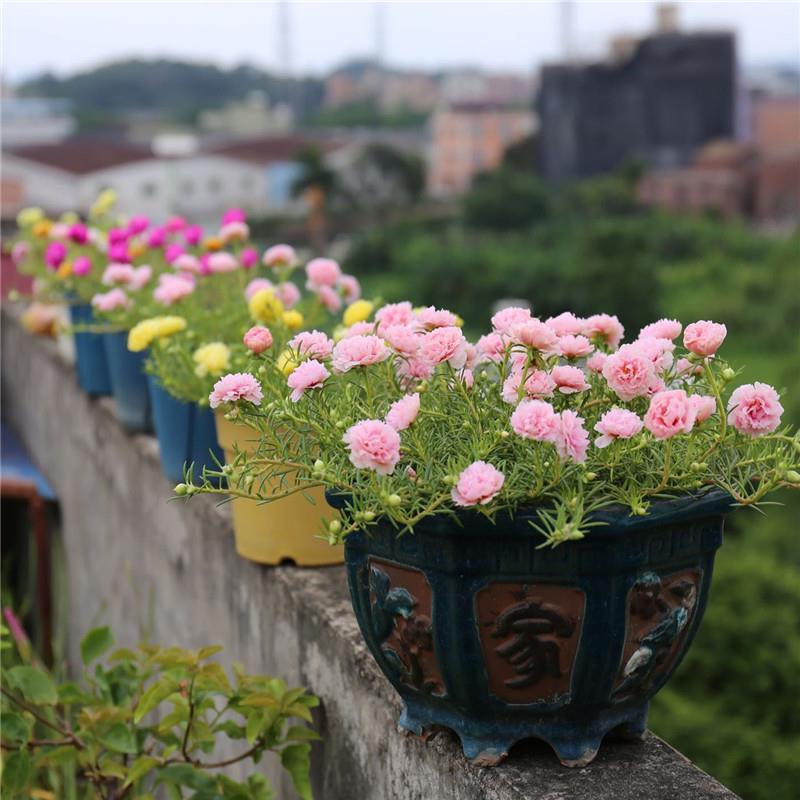 重瓣太阳花盆栽苗宿根带根带花苞四季开花植物室内室外好养花卉 - 图0