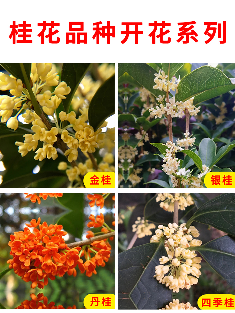 桂花树苗盆栽四季桂金桂浓香型室内植物庭院黄金大树盆景地栽花卉 - 图2