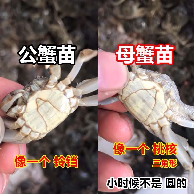 活蟹正宗淡水大闸蟹苗螃蟹苗活体扣蟹苗河蟹苗稻田蟹苗养殖幼苗