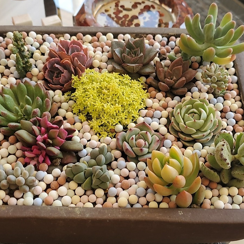 彩色花用透气养花营养土粒球 热品库 性价比省钱购