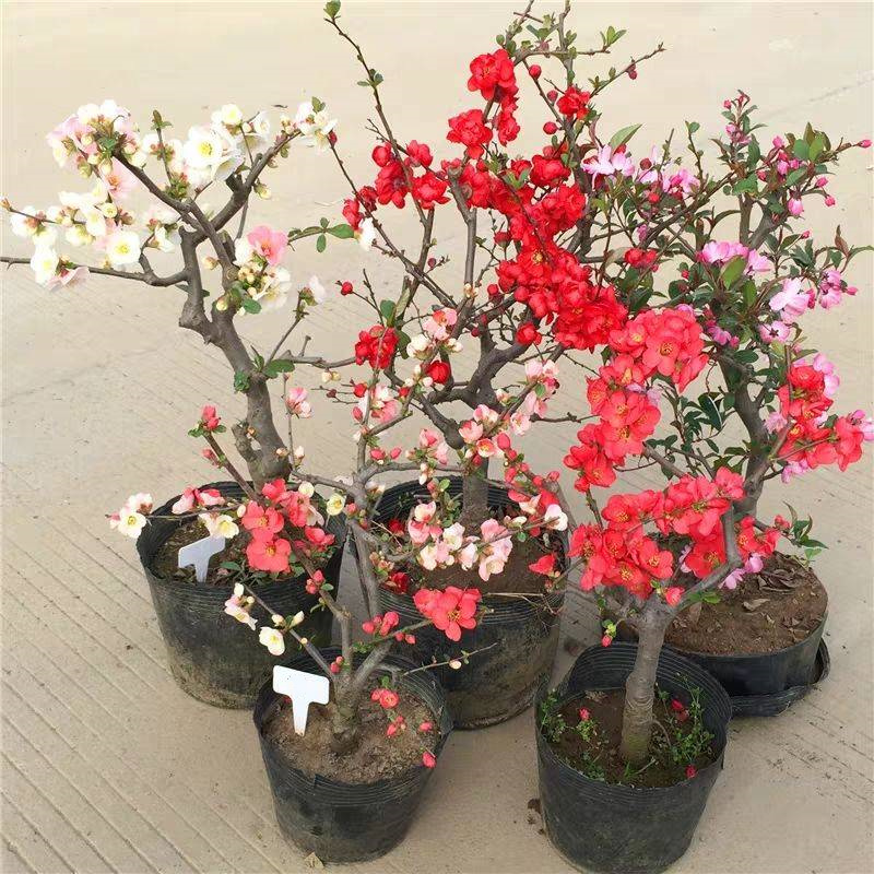 重瓣海棠花盆栽日本海棠树苗长寿冠海棠花苗盆景老桩四季花卉植物 - 图2