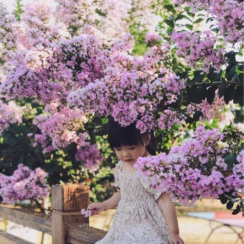 紫薇花树苗盆栽红花紫薇苗美国红火箭百日红庭院花卉植物绿化苗木 - 图0