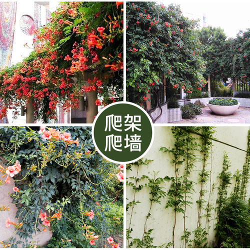 美国凌霄花苗盆栽阳台庭院围墙绿化藤本凌霄树苗爬藤植物攀援花卉 - 图2