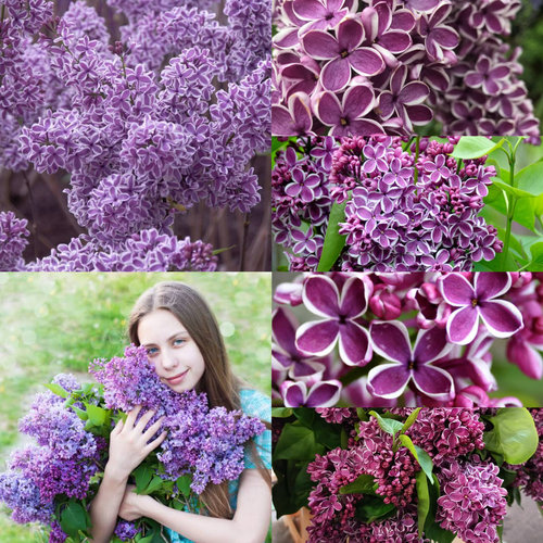 丁香花苗盆栽四季浓香庭院耐寒欧洲丁香花树苗花卉绿植物紫丁香苗 - 图2