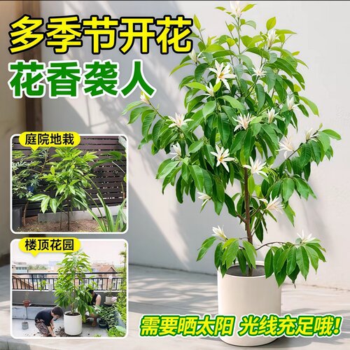 浓香花卉白兰花盆栽花苗白兰苗缅桂花黄兰办公室内客厅大型绿植物 - 图2