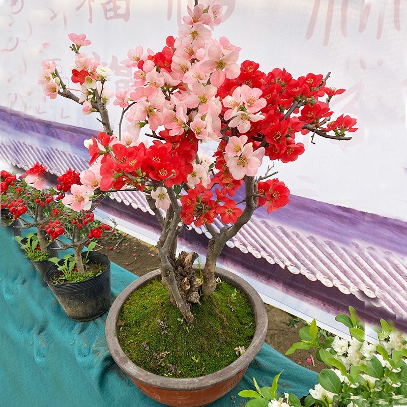 重瓣海棠花盆栽日本海棠树苗长寿冠海棠花苗盆景老桩四季花卉植物 - 图0