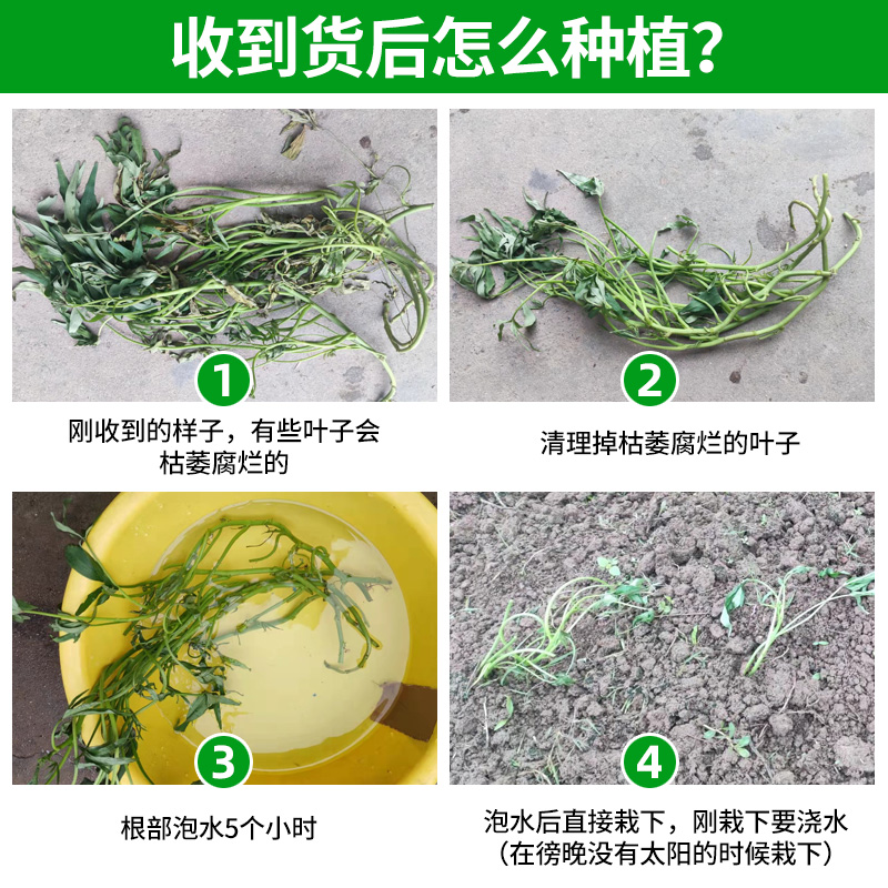 食叶型红薯叶苗专吃叶子的番薯叶苗广西地瓜红苕叶苗种子种植蔬菜 - 图2