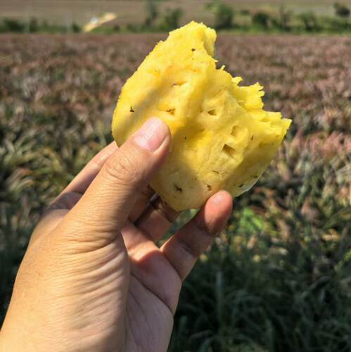 海南金钻凤梨香甜多汁当季新鲜现摘热带水果手撕凤梨不涩嘴特产 - 图0