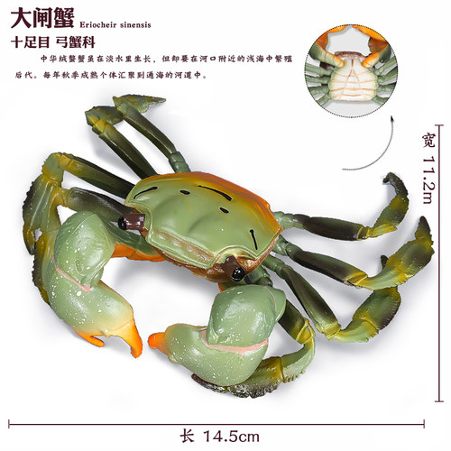 仿真海洋生物螃蟹玩具动物模型梭子蟹莎莉蟹实心儿童认知科教礼物 - 图3
