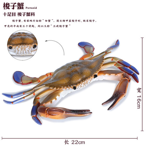 仿真海洋生物螃蟹玩具动物模型梭子蟹莎莉蟹实心儿童认知科教礼物 - 图1