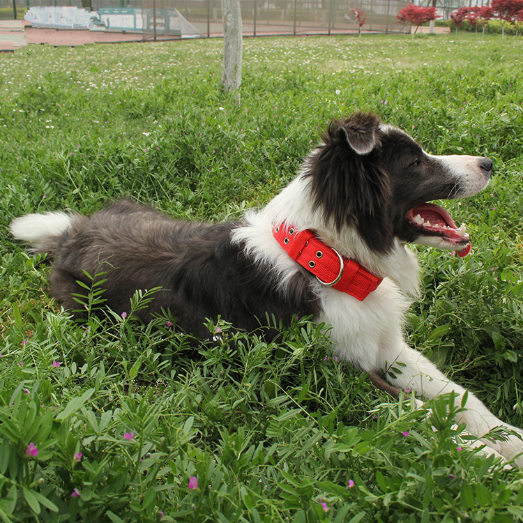 双排扣大型犬狗项圈马犬金毛德牧大狗脖圈中型犬狗牵引绳脖套颈圈 - 图1