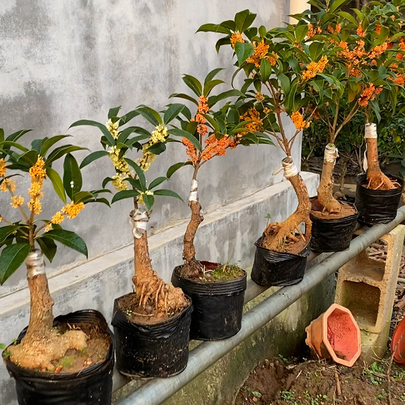 桂花树苗嫁接老桩四季桂八月桂一物一拍盆栽地栽绿植花卉浓香阳台,淘宝优惠券,粉丝福利购,淘宝优惠卷