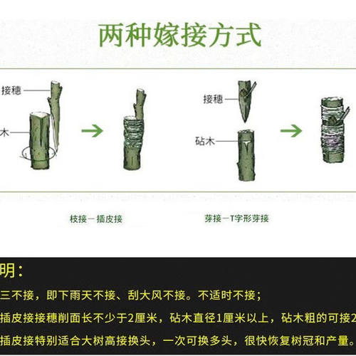 枣树树嫁接枝条沾化冬枣码子新品种脆甜枣子接穗现剪现发新鲜 - 图2