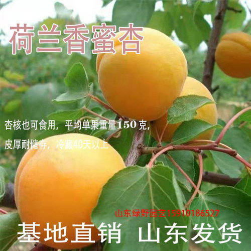 荷兰香蜜杏树苗杏子树苗香庭院南方北方特大甜新品种杏树嫁接苗 - 图0