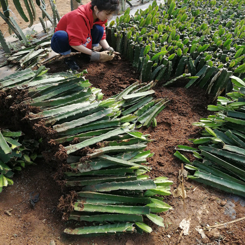 红心红肉火龙果苗四季树苗果树带根南北方种植阳台盆栽地栽结果 - 图0