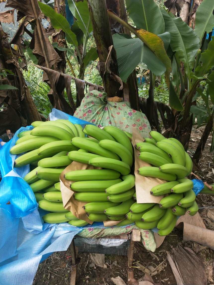 云南高山香蕉当季新鲜水果气泡柱精选装熟屏边banana整箱10斤包邮 - 图1