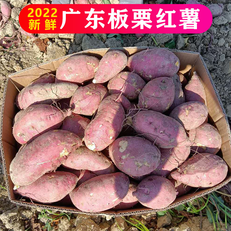 广东沙地新鲜农家自粉糯板栗红薯 鲜乐意番薯