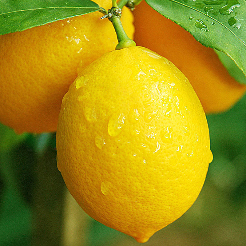 四川安岳新鲜黄柠檬尤力克孕妇水果果园直发清香皮薄多汁奶茶水果